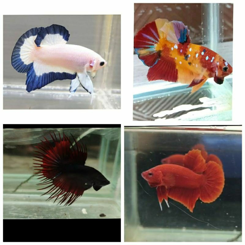 Cupang Plakat Blue Rim | Cupang plakat Multicolor | Ikan hias