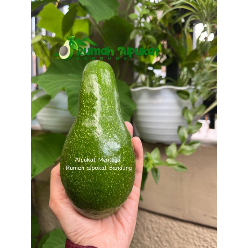 

1.5 Kg Alpukat Mentega Size Medium isi 5-6 Buah (Harga Bulan Mei)