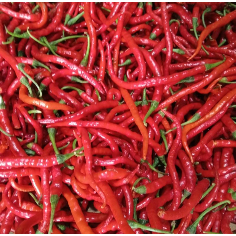 

Cabe Merah Keriting Segar Kwalitas Super 1Kg