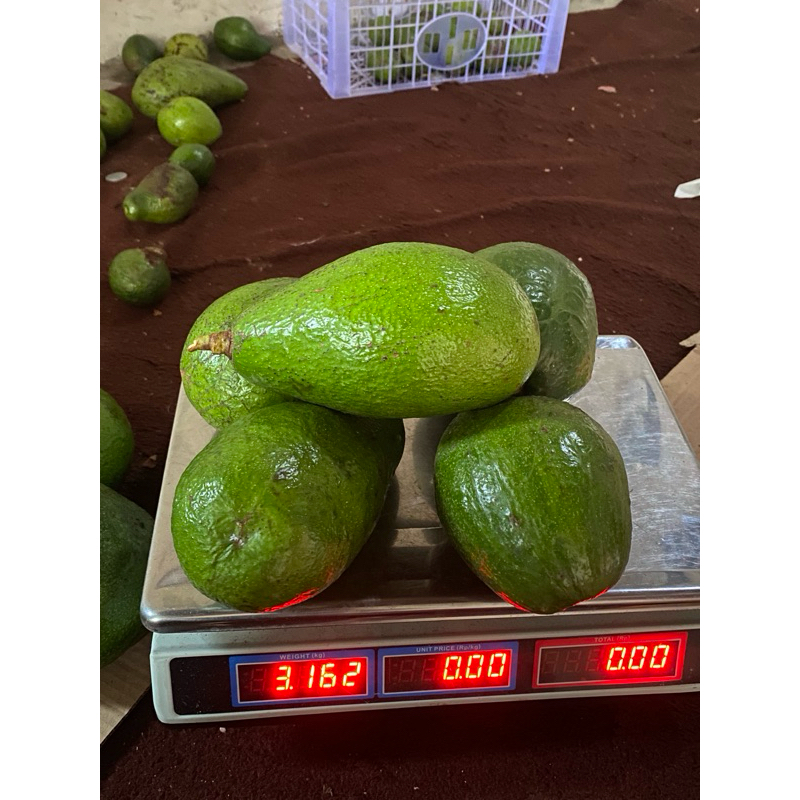

ALPUKAT JUMBO 1kg isi 2-3 biji