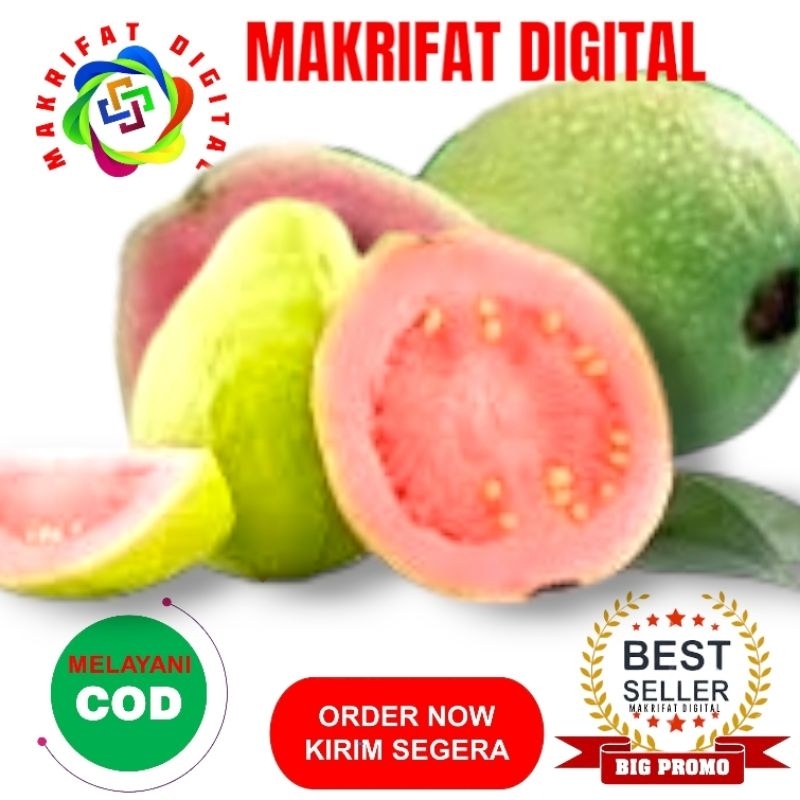 

MAKRIFATDIGITAL Paket 1 pcs JAMBU BIJI MERAH Jambu Jus Fresh Langsung Petik dari Kebun Saat Order