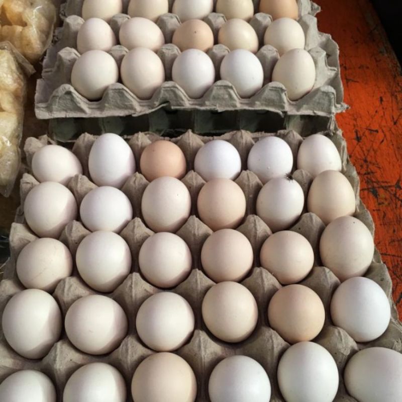 

Telur Ayam Kampung ASLI & Telur Ayam Ras Negeri 1 Rak Isi 30bj (Stok Baru)