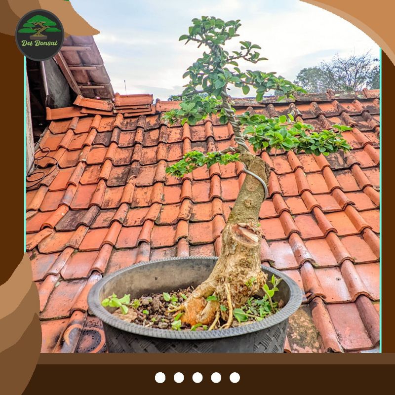 Bonsai sisir kaliage