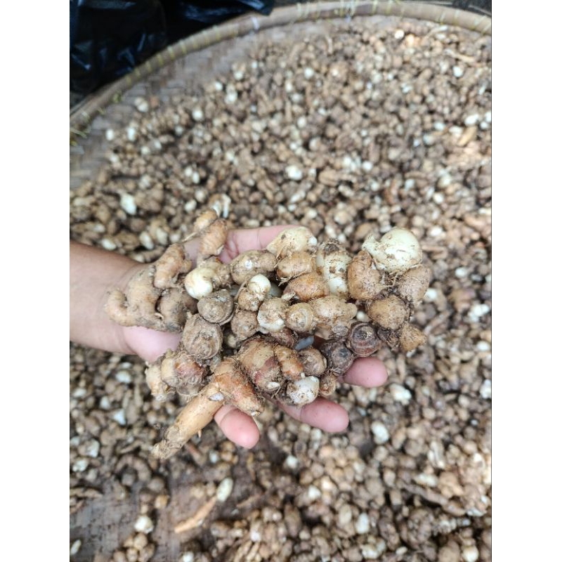 

KENCUR SUPER/KENCUR GAJAH