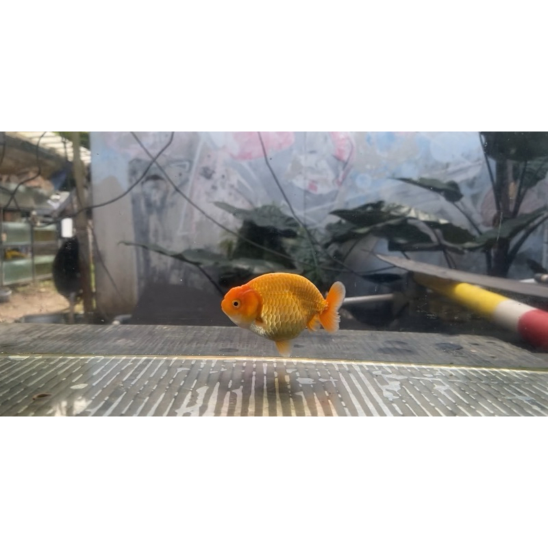

Ranchu RW