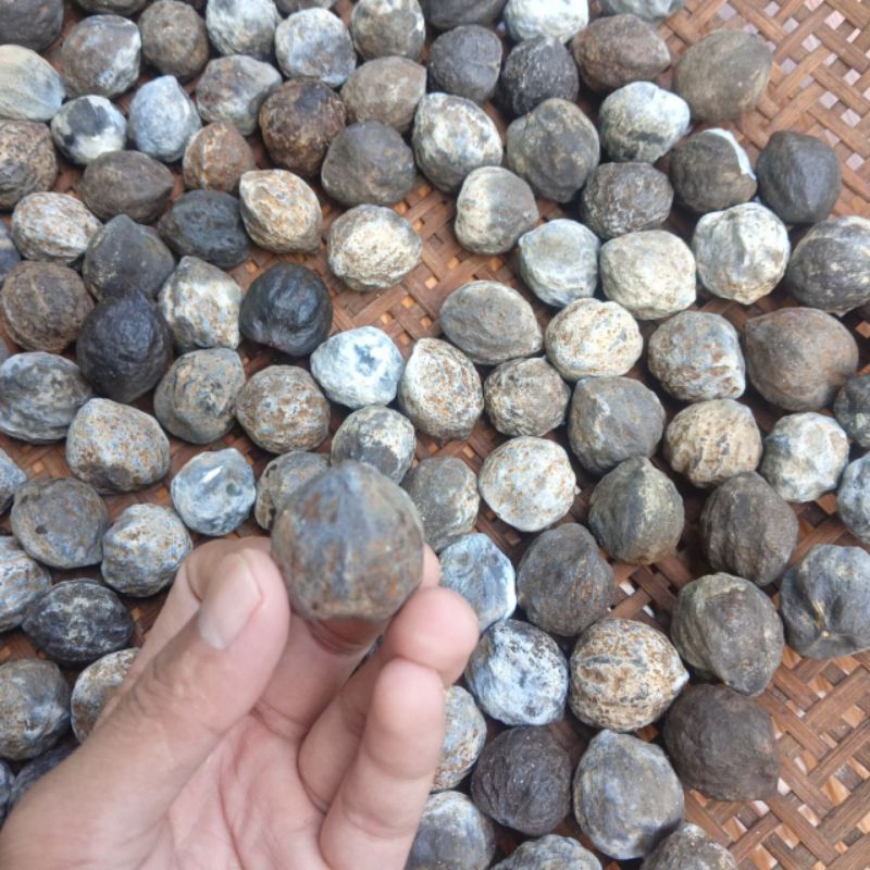 

Muncang Sayur isi 50 butir Termurah dan berkualitas