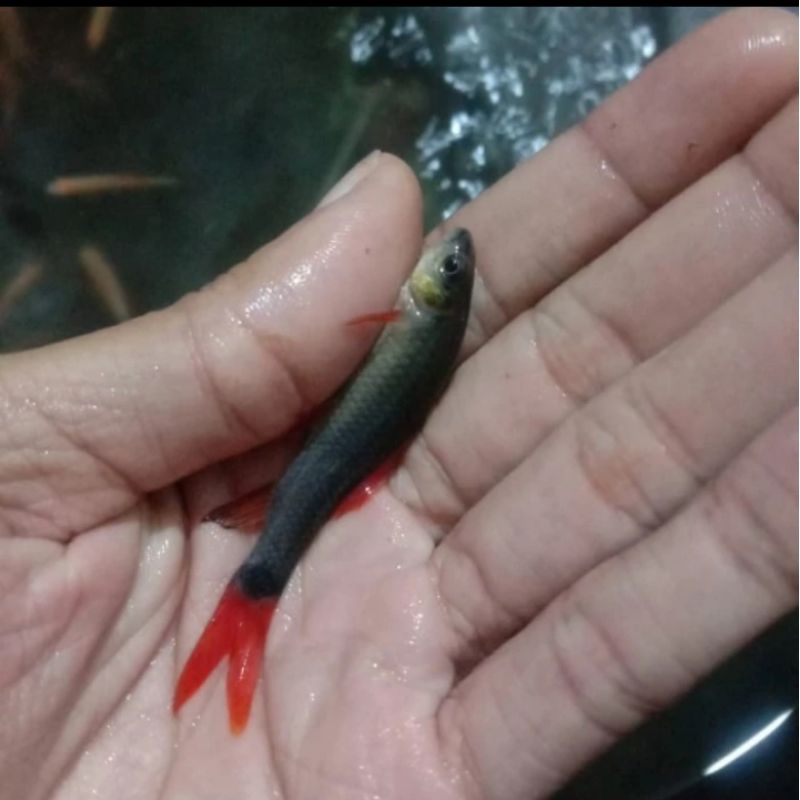 

HIASAN AQUARIUM/RED FIN HIJAU