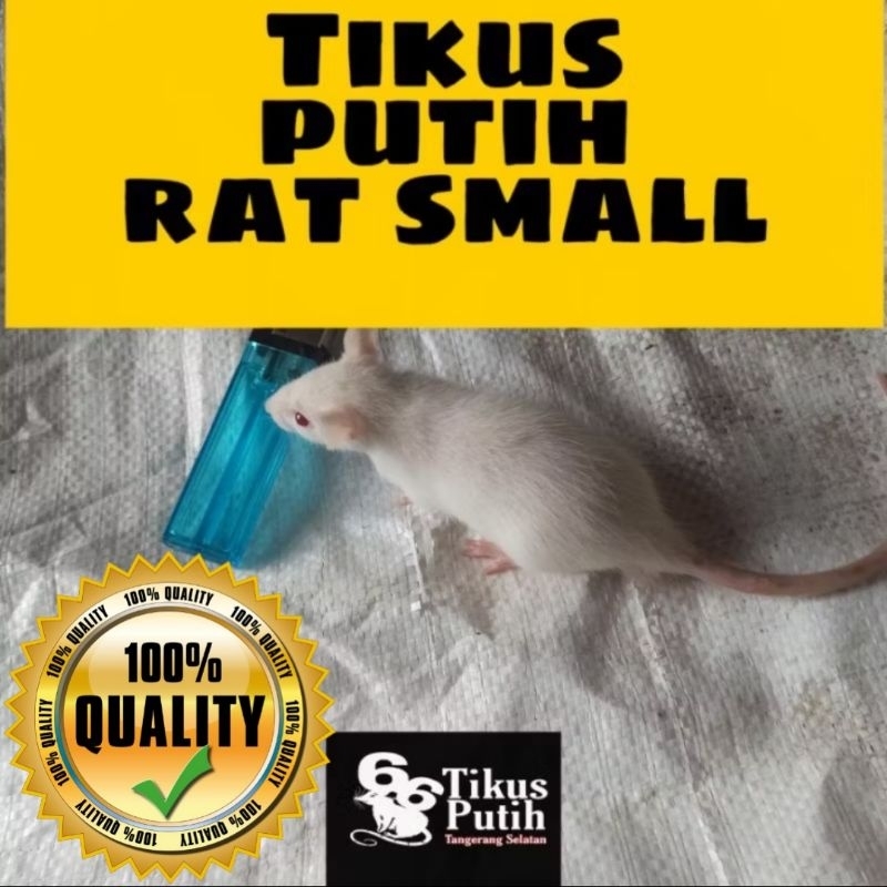 tikus putih rat small