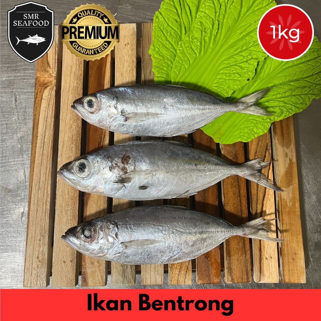 

Ikan Bentrong / Mata Belo / KTB / Tude | Frozen Beku Utuh 1KG
