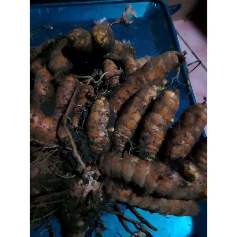 

kunyit bumbu dapur