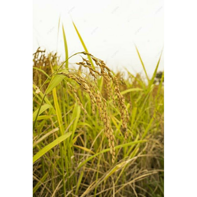 1kg benih padi MR 219 super bibit unggul siap tanam