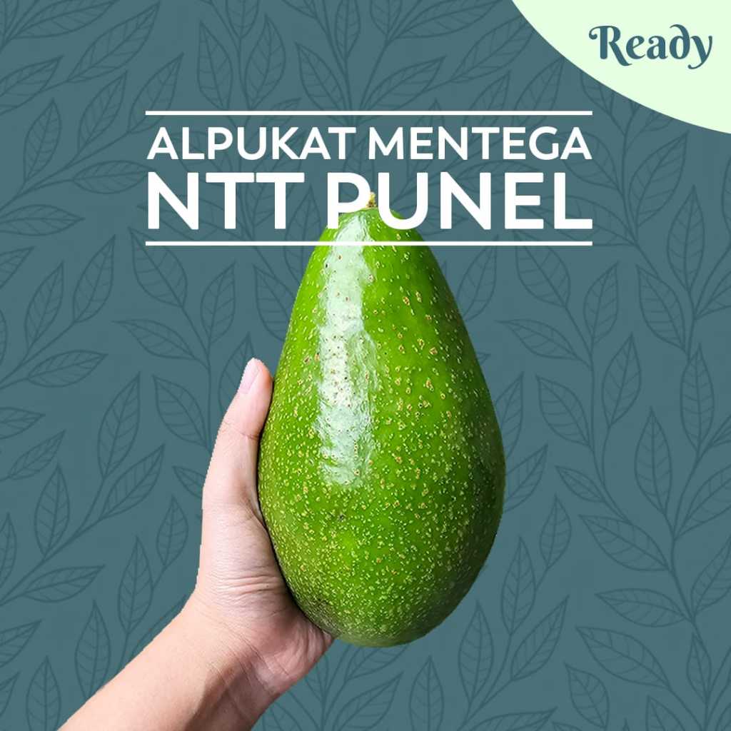 

Alpukat Mentega NTT premium