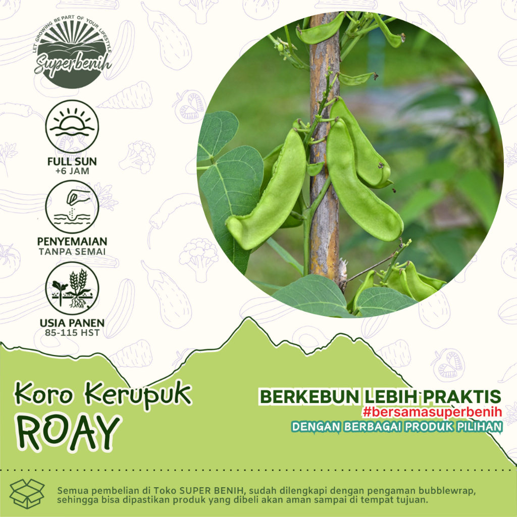 5 Biji - Benih Kacang KORO KERUPUK, mudah ditanam dimana saja