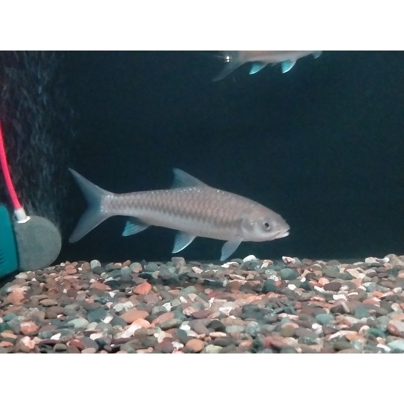 Mainan Ikan Blue Mahseer Neo Straceyi