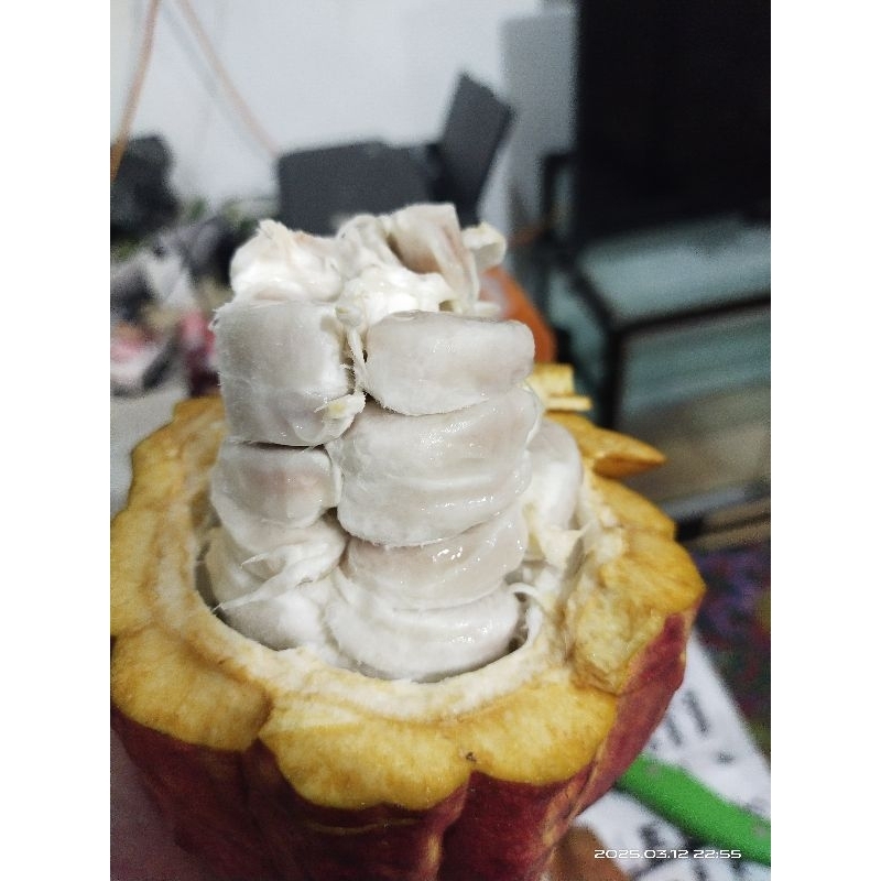 biji kakao unggulan