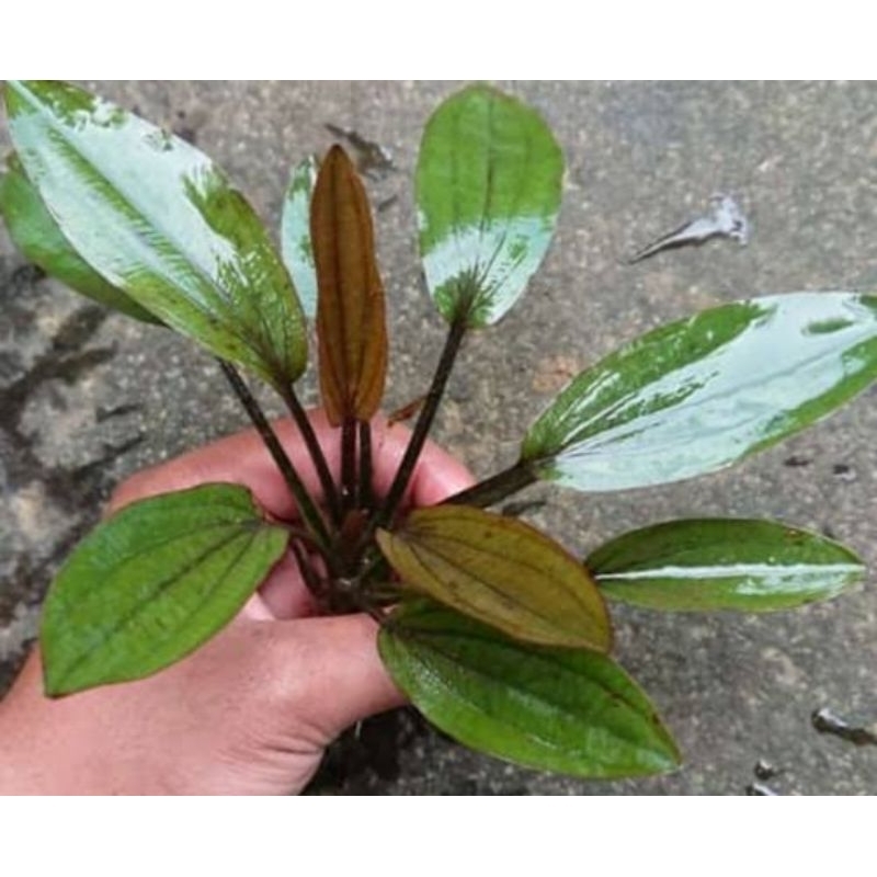 echinodorus red spesial daun darat tanaman aquascape