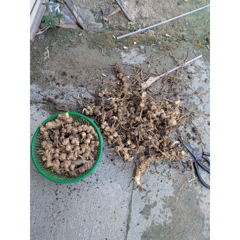 

500 gram lempuyang