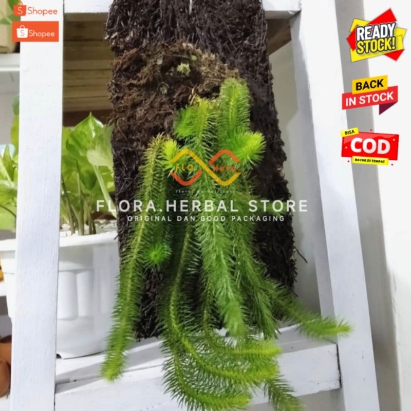 Tanaman hias kumpai ekor monyet | tanaman hias huferzia