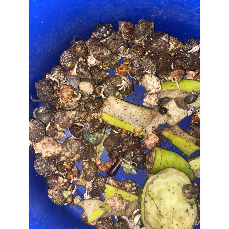 KELOMANG DARAT UKURAN SEDANG DAN BESAR (1 KG)