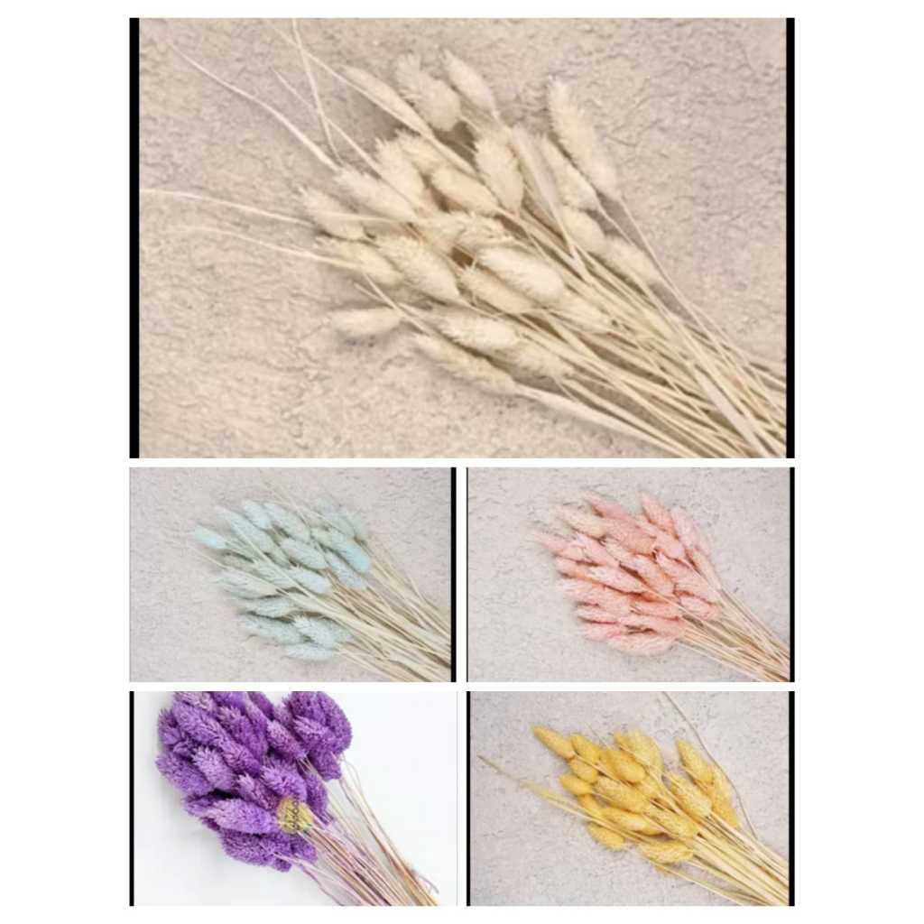 Bunga Kering Phalaris, Bunga Hias kering, Phalaris Kering, Bunga Hias, Phalaris Hias, Bunga Phalaris