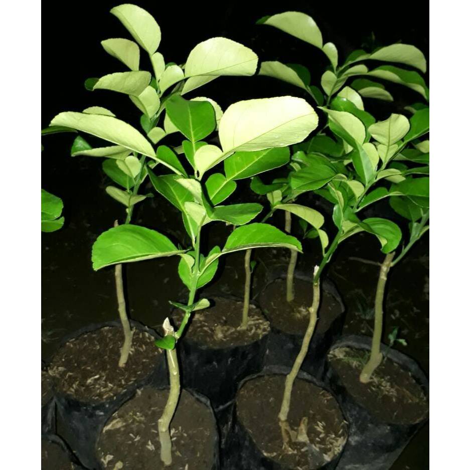 Bibit Jeruk Pamelo Merah / Jeruk Pamelo | Red Pamelo - Unggul Siap Tanam