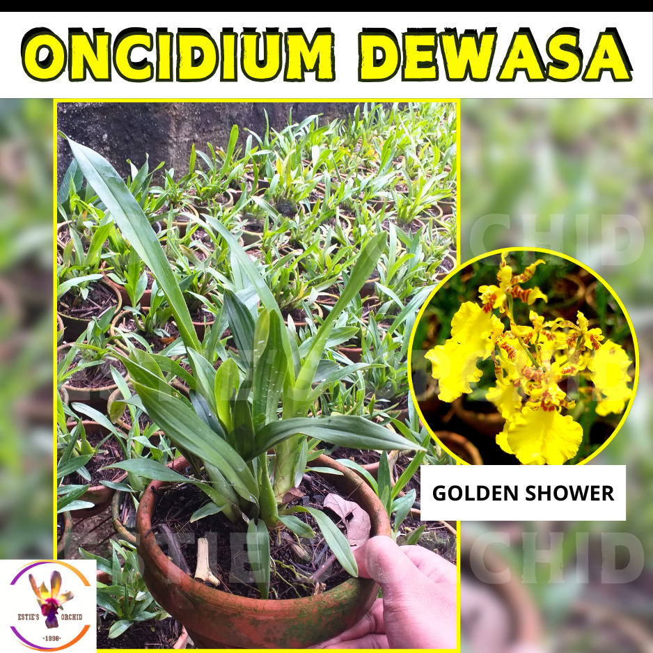 Anggrek Oncidium Golden Shower Dewasa-Spike/Siap Berbunga