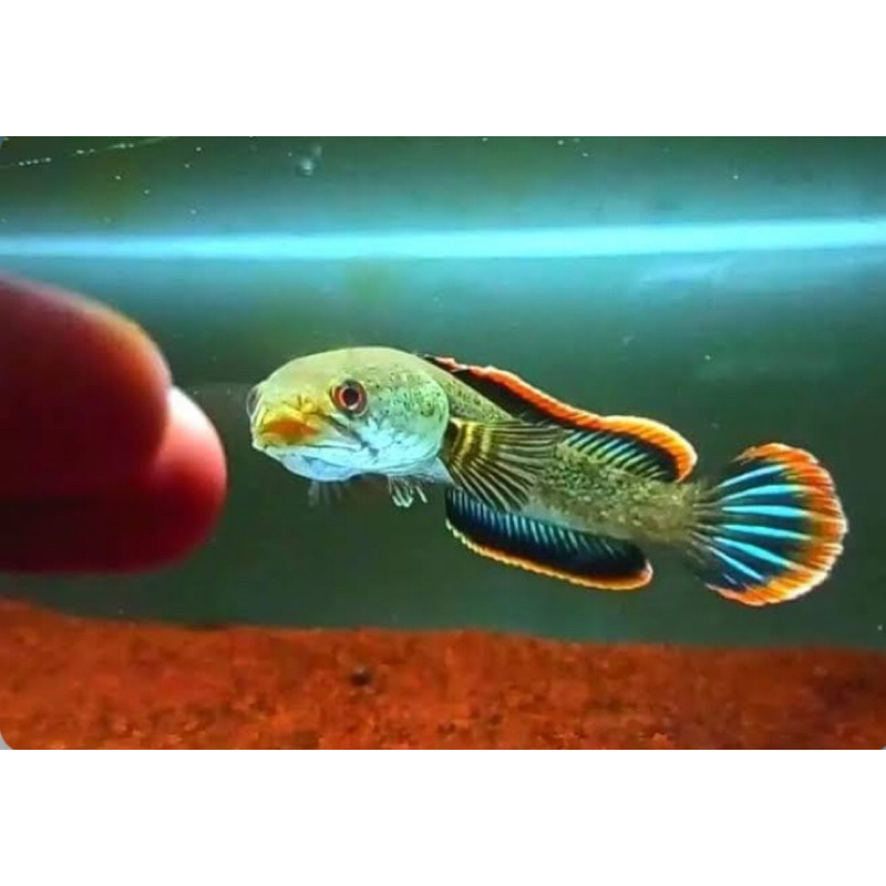 Limbata wc lawu singgel 14-15cm