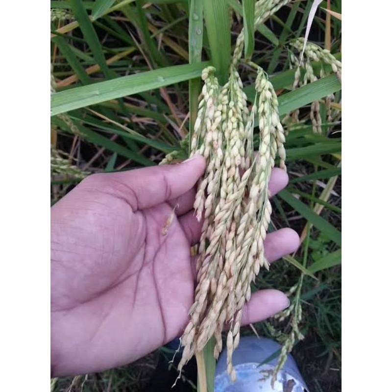 benih padi ketan siam 1kg bibit unggul siap tanam