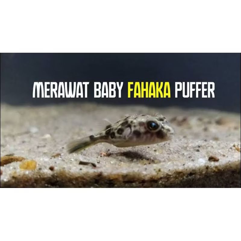 Baby Fahaka Fuffer 1 inch - ETALASE AQUARIUM