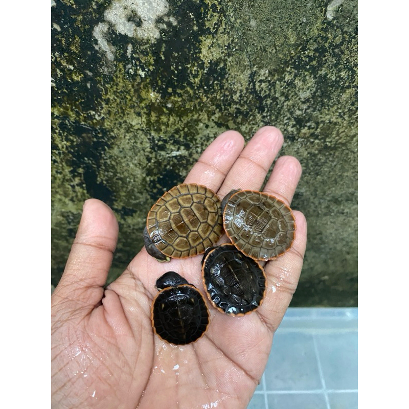 Dada merah kura kura mainan