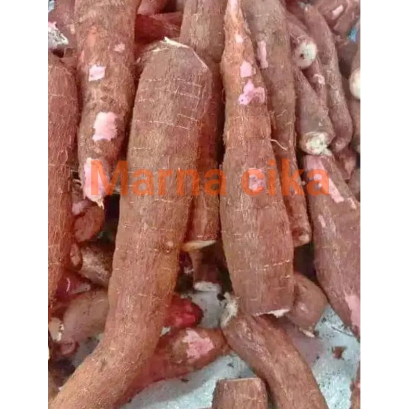 

singkong segar mantap di ambil langsung dadak setiap ada yang pesen