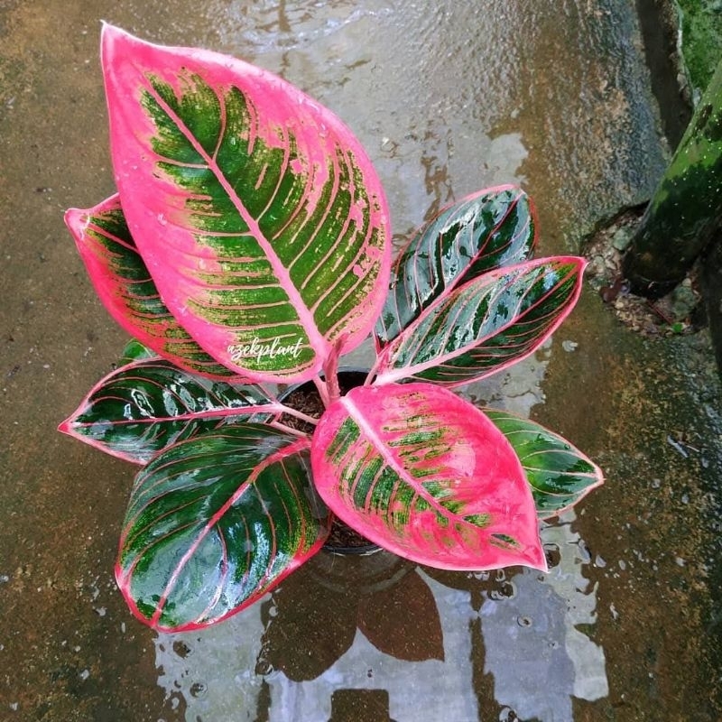 Aglonema lipstik khanza/dewasa