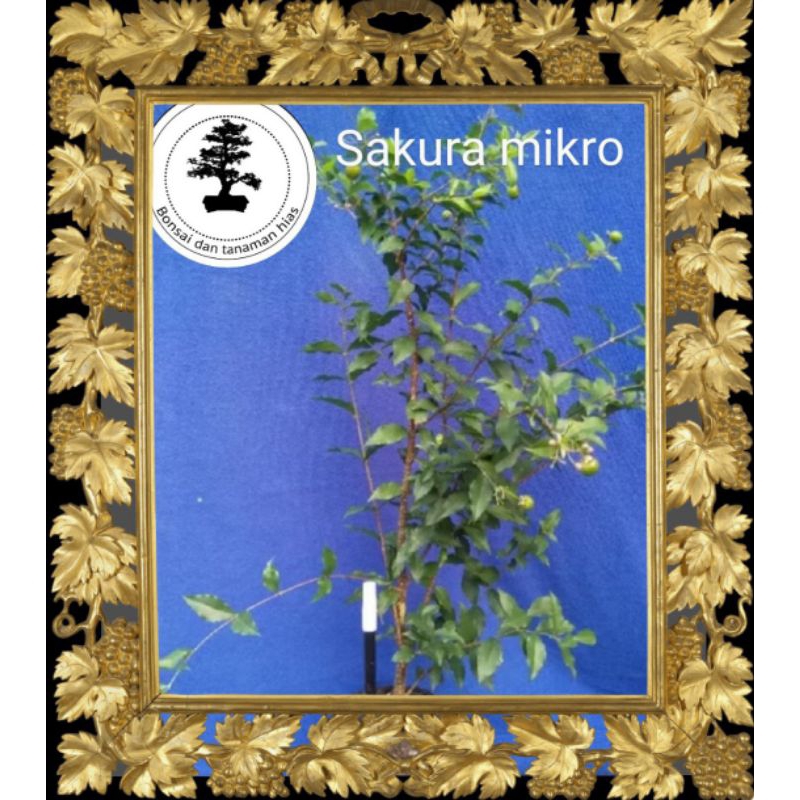 sakura mikro