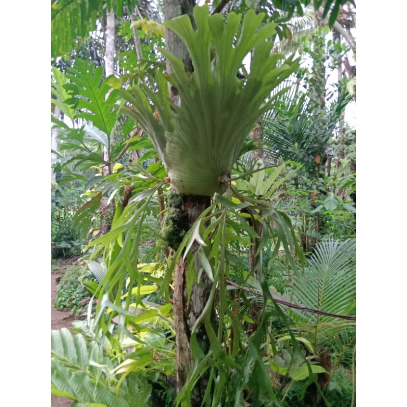 Tanaman hias Kadaka Tanduk Rusa jumbo stok terbatas