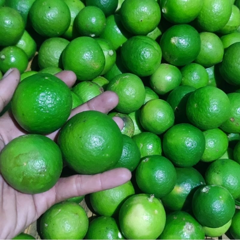 

jeruk nipis harga grosir 1 KG