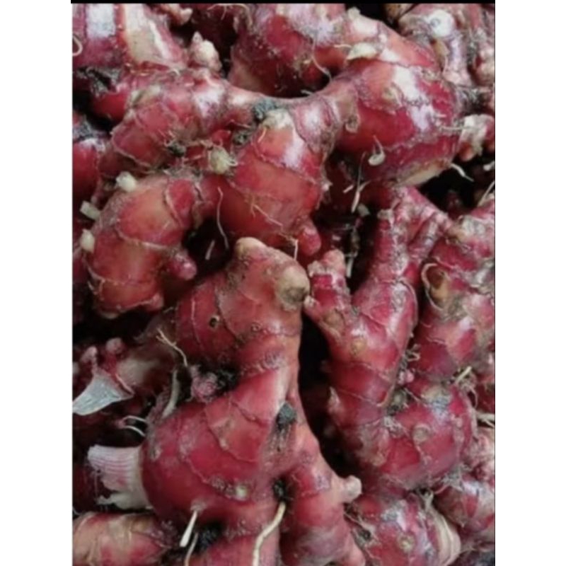 

jahe merah berkualitas