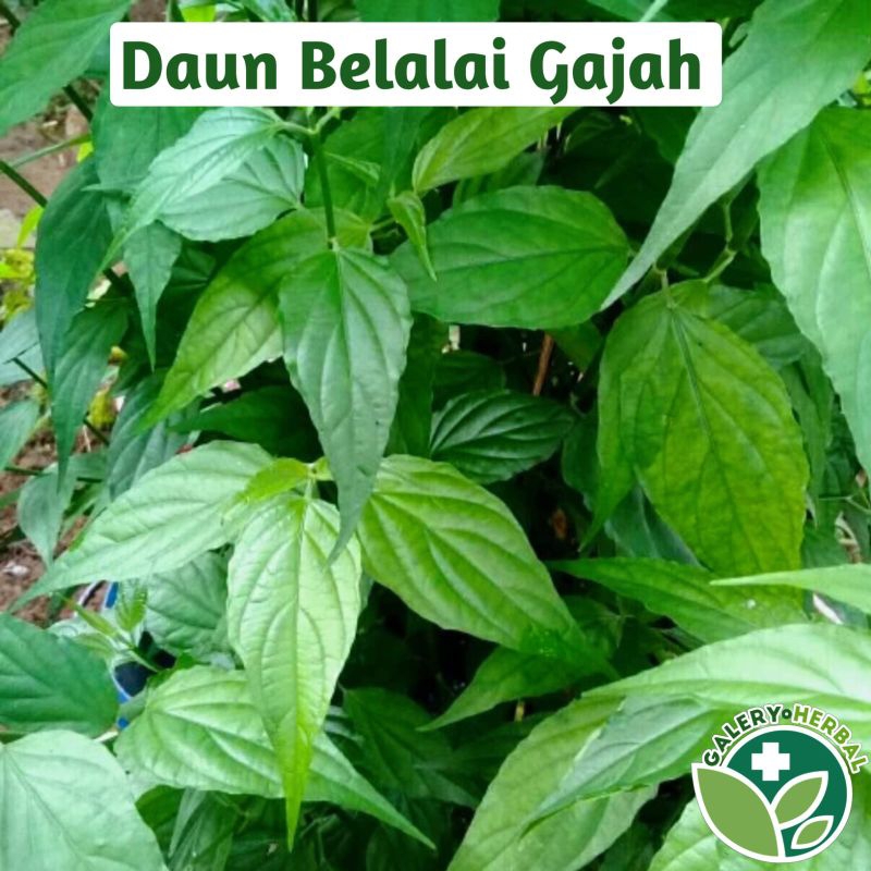 

Daun Belalai Gajah Fresh 100gr / Daun Kalingsir / Daun Dandang Gendis