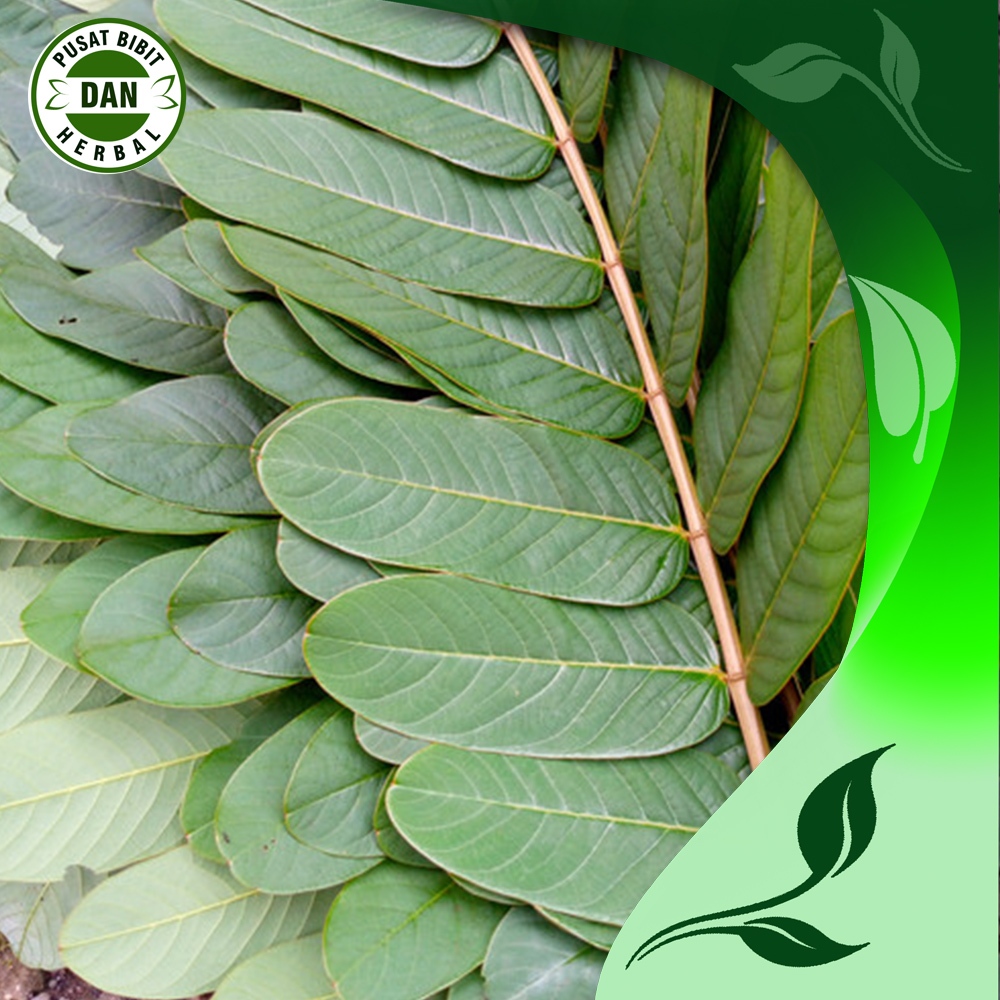 

Daun kimanila segar 100 lembar untuk obat herbal