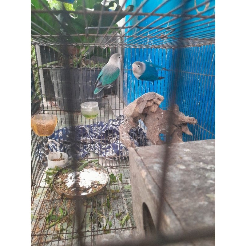 lovebird biola blue pf