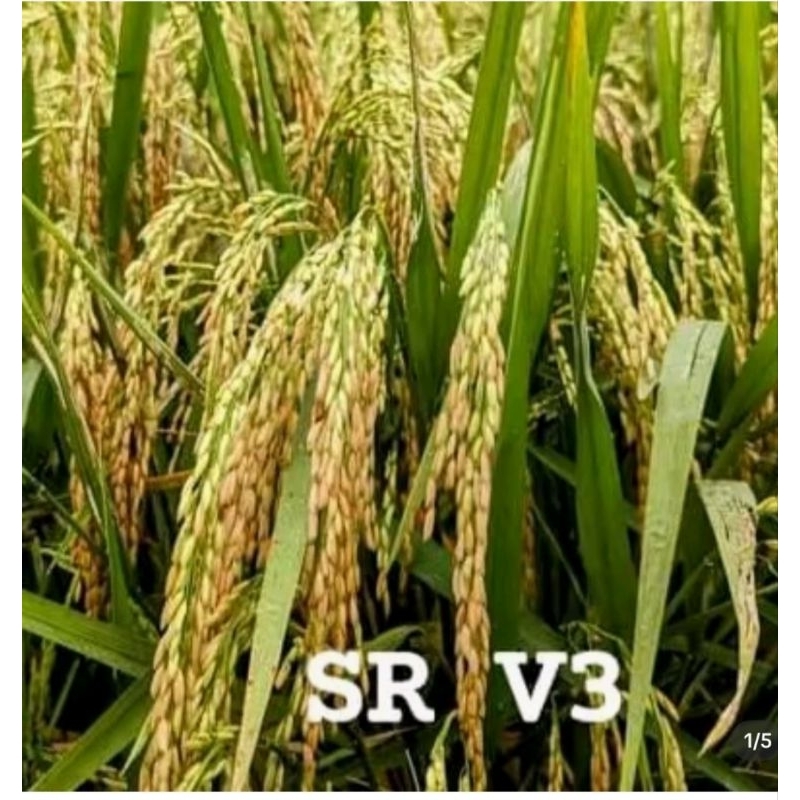 BIBIT BENIH PADI SR 3 KEMASN 1 KG