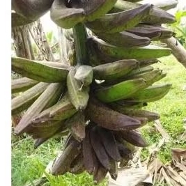 

pisang janeng / pisang tanduk / 1kg