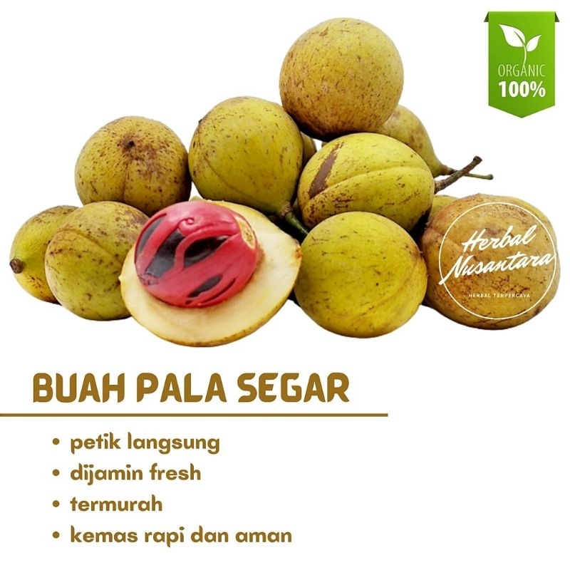 

Buah pala segar rempah herbal