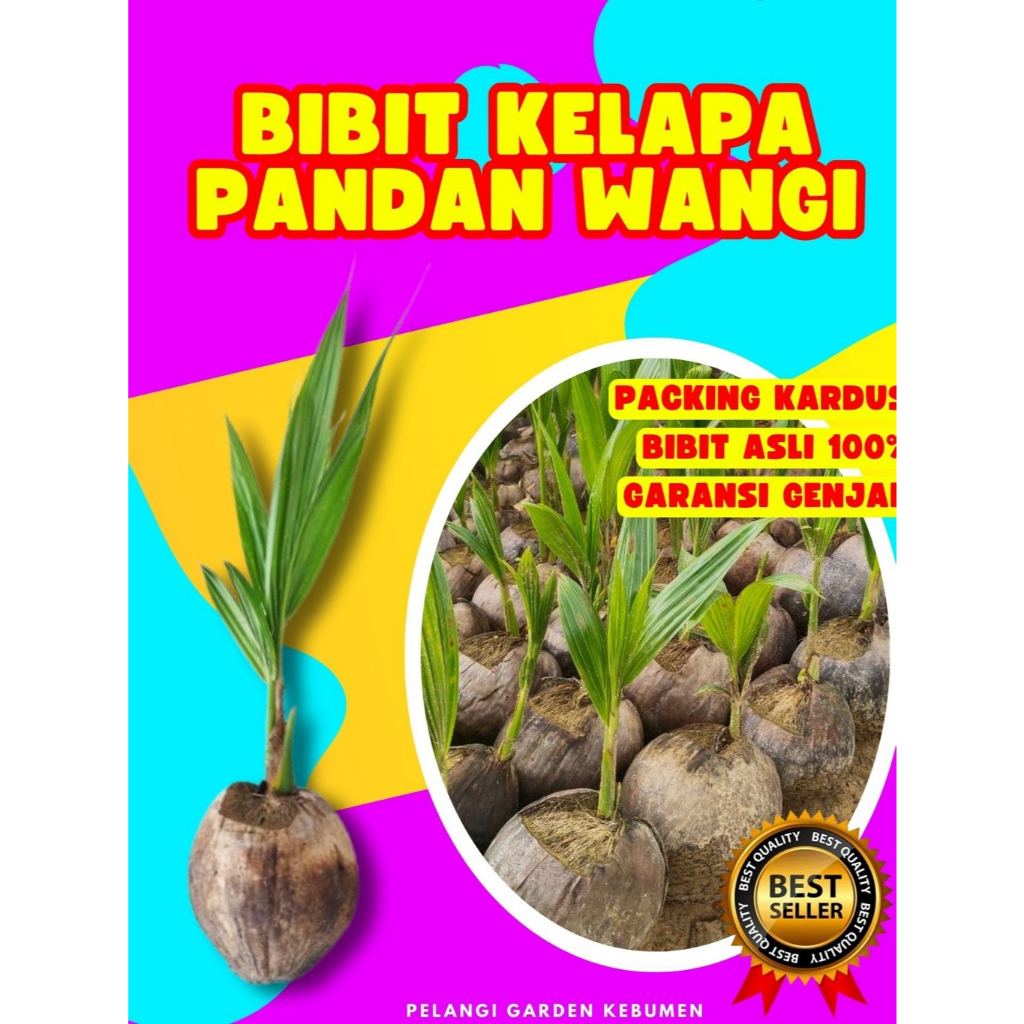 LANGSUNG PETANI  Pohon Kelapa Pandan Wangi Durian, Pohon Kelapa Pandan Wangi F1