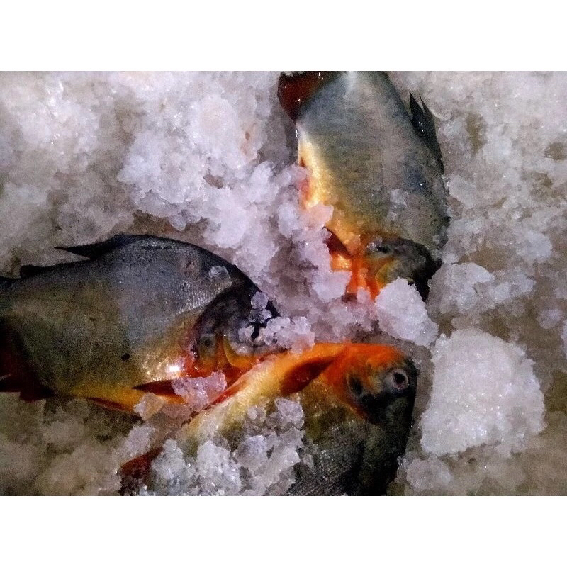 

Ikan Bawal Air Tawar Fresh Frozen 1Kg / Hasil Laut Segar BERGARANSI