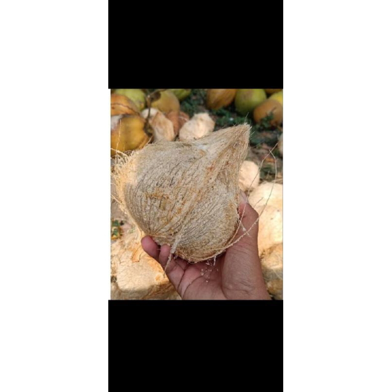 

kelapa tua redi