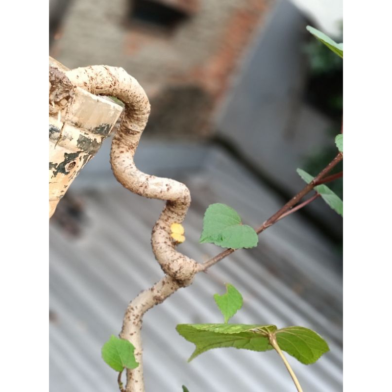 BONSAI WARU TAIWAN CASCADE