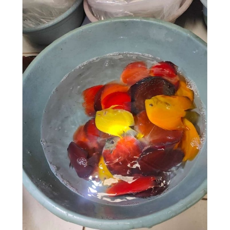 Ikan Discus Size 2,5 inc paket 5 ekor Jenis Mix
