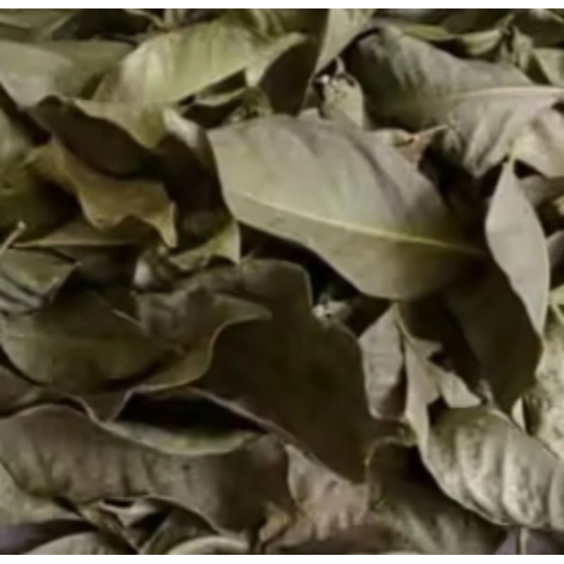 

daun salam kering langsung dari petaninya