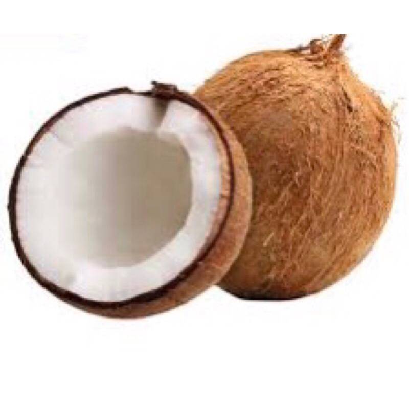 

kelapa tua utuh pilihan pilihan