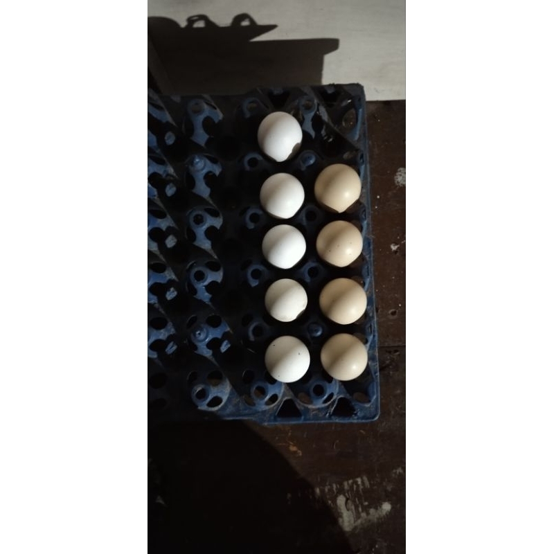 Telur Fertil Ayam Aseel Parrot Beak Long Tail